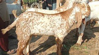 Hasilpur bakra Mandi pakistan makhi cheeni bakray Ajmal TV Hasilpur 03086171529