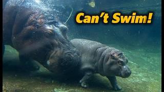 Why Hippos Walk Instead of Swim Underwater!