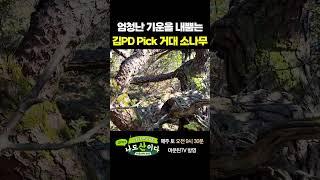 차가운 바람을 이겨낸 소나무의 모습 #김pd #너산나산