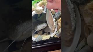 HAND FEEDING my Pet RIVER MONSTER