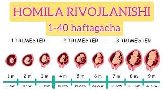 HOMILA RIVOJLANISHI |1-40haftagacha | Stages of pregnancy