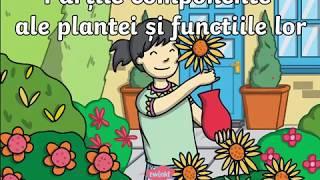 Partile plantei si functiile lor