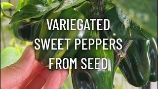 Variegated Sweet Peppers from Seed