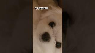 뭐야~? 왜벌써왔어??#개팔자상팔자 #개도도 #귀여운강아지