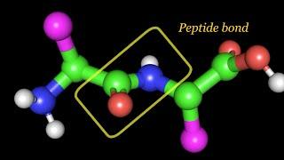 Peptide bond, Dihedral angles and Ramachandran plot