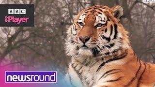 How does a tiger go to the DENTIST? | Newsround explains