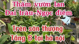 Thăm vườn lan đai trâu ngọc điểm trên sân thượng tầng 6 tại hà nội