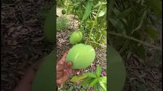 Mango   tree #mango #mangonews