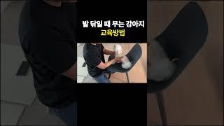 발 닦일때 으르렁!! 깨무는 강아지 교육방법