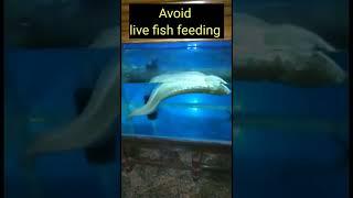 arowana Swim bladder problem