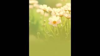 〈A Quietly Blooming Heart〉#sing #song#haru##missyou #hope#love#sinabro #dami