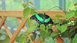 The Congo Peacock: Jewel of the Rainforest #animal2024 #wildlife