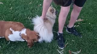 Basset Hounds make a very fluffy friend