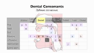 English Consonants - Place of Articulation