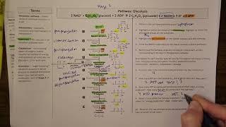 Glycolysis pathway - basic concepts