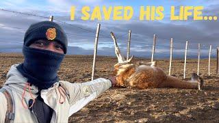 Rescuing a Guanaco in Argentina 