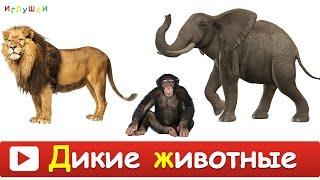 [ ДИКИЕ ЖИВОТНЫЕ для ДЕТЕЙ ] Развивающие ВИДЕО про животных для детей в высоком качестве