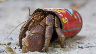 Hermit Crabs Use Litter for Shells | Wild Thailand | BBC Earth