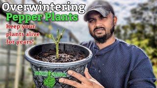 How to save pepper plants over winter ! "Simple and Easy"  #garden #greentgarden