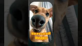 ВИРУСНЫЕ ВИДЕО / Музыкальный выпуск №1