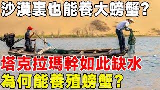 沙漠裏也能養大螃蟹？ 塔克拉瑪幹如此缺水，為何能養殖螃蟹？#科普頻道 #科普