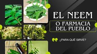 EL NEEM o Farmacia del Pueblo: Para Qué Sirve