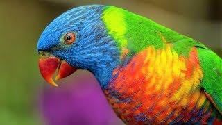 10 Most Beautiful Lorikeets on Planet Earth