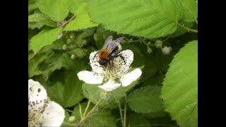 Insekten. Hautflügler. Baumhummel (Bombus hypnorum). tree bumblebee. Ein Video von KLAUS TAUX