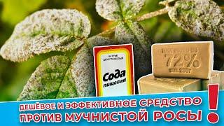 Дешевое и эффективное средство против мучнистой росы