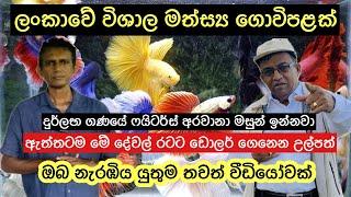 Sri lankan Biggest Fighter Farm/ලංකාවේ විසිතුරු මත්ස්‍ය කර්මාන්තය#fighters #fishfarming #aquarium