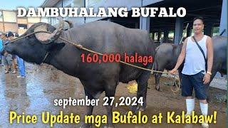 Dambuhalang Bufalo..Dagsa mga binibentang bufalo ngaun Padre Garcia Batangas