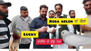 Lucky Rayia Roda Keolon De Chele De Wadde Nar ਕਿਹੜੇ ਕਬੂਤਰਾਂ ਨਾਲ ਲਾਕੇ ਕਬੂਤਰ ਜਾਣੋ ਹਟੇ