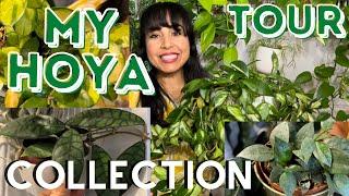 MY HOYA COLLECTION TOUR / HOUSEPLANT TOUR / 30 DIFFERENT HOYAS / WITH PLANT NAMES