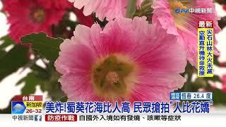 美炸!蜀葵花海比人高 民眾搶拍"人比花嬌"│中視新聞 20210321