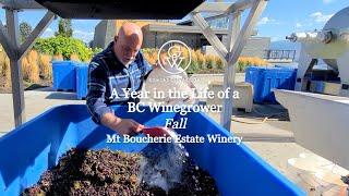 Mt Boucherie Estate Winery - Gamay & Carbonic Maceration FALL