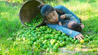 Harvest lemons to sell at the market, clean up around the house | Triệu Thị Hiền