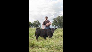 Giffin Farms Regenerative Beef and Cover Crops