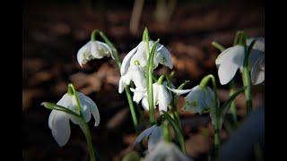 Lytham Hall Snowdrop Tour Video Production by Patrick O'Hare - Blackpool Paparazzi