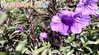 Ruellia tuberosa | Ruellias | Wild petunias [ Farmhand Bans ]