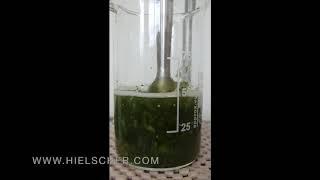 Ultrasonic Extraction of Stevia Using a UP200ST Hielscher Ultrasonics