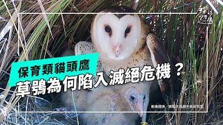 住草叢的貓頭鷹｜草鴞的日常與危機 (公視我們的島 第1308集 2025-05-26)