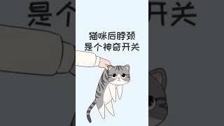 教你一招制服调皮小猫，拎起它的后脖颈，一秒变乖！［猫咪知识］有猫真好