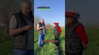 Пшеница сплошным посевом #удобрение #agro #fertilizer #innovation #aminosid