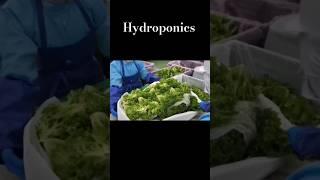 Hydroponics  Growing plants in nutrient-enriched water