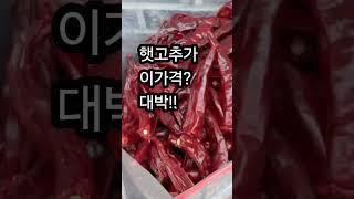 최상품 영양고추가 이가격~?대박!! 농가직거래 010-6288-3430 고추가격/고추시세/고춧가루가격