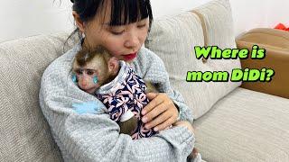 monkey Diana is sad when she has to leave her baby monkey DiDi