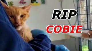 Rest In Peace Cobie.Update l Lily Ivo