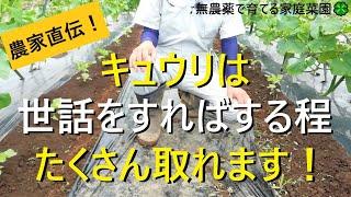 【キュウリ】良い実をたくさん収穫するための摘芯・整枝・追肥方法【有機農家直伝！無農薬で育てる家庭菜園】　22/6/23