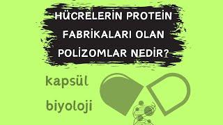 POLİZOMLAR: HÜCRELERİMİZİN PROTEİN FABRİKALARI!