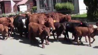 Crawford Colorado Spring Cattle Drive thru Town